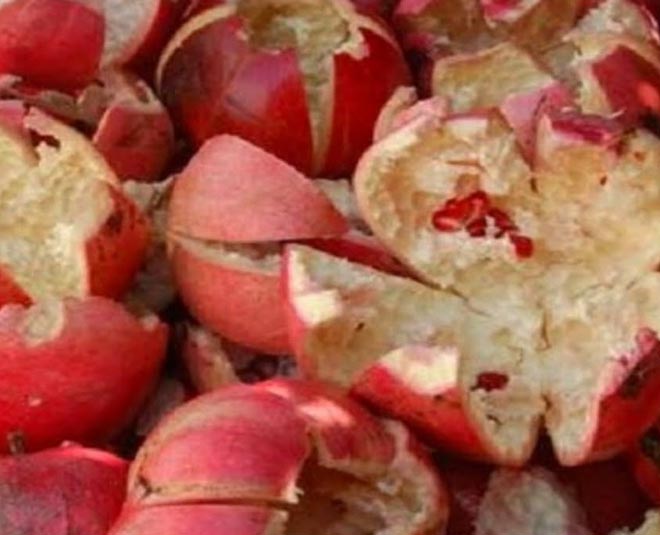 garden-area-pomegranate